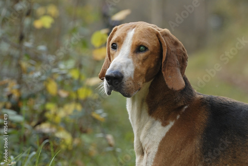 Tableau sur toile Chien courant poitevin