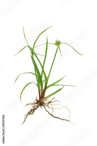 Green grass with roots isolated on white background