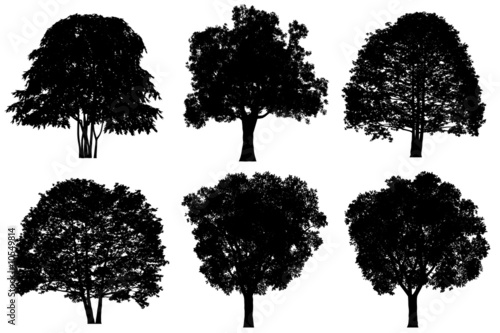 Tree silhouettes