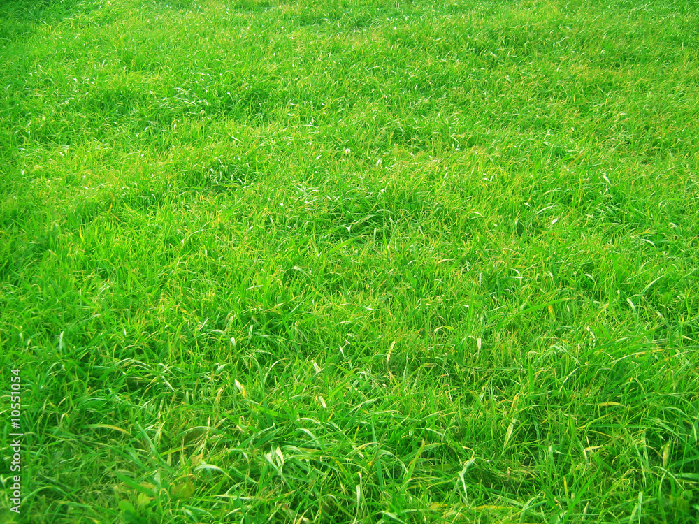 field field
