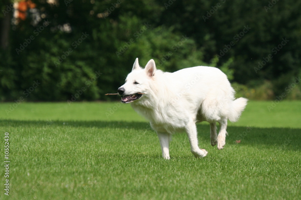 Berger Blanc Suisse courant avec un baton dans la gueule Berger Blanc Suisse courant avec un baton dans la gueule