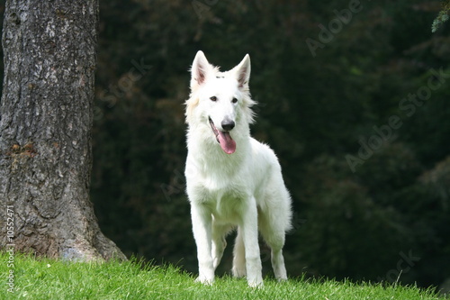 Chien blanc sortant de la forêt