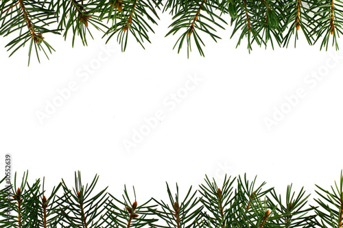 Fresh green fir branches isolated on white background