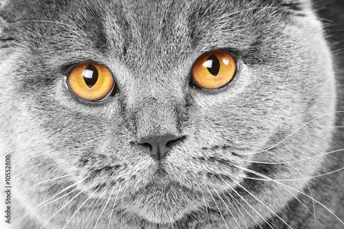 Close-up portrait of a british cat