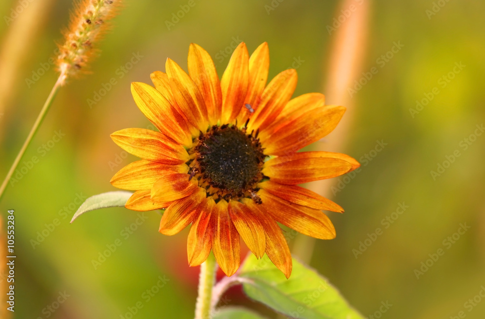 Sun Flower