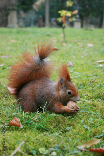 Eichhörnchen © Gerisch