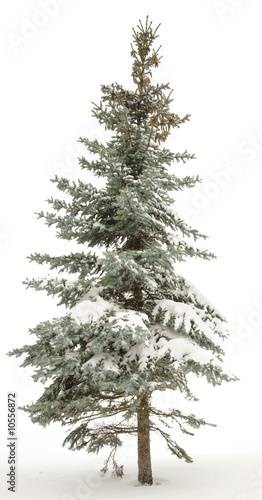 Standing alone fur-tree. Around white snow