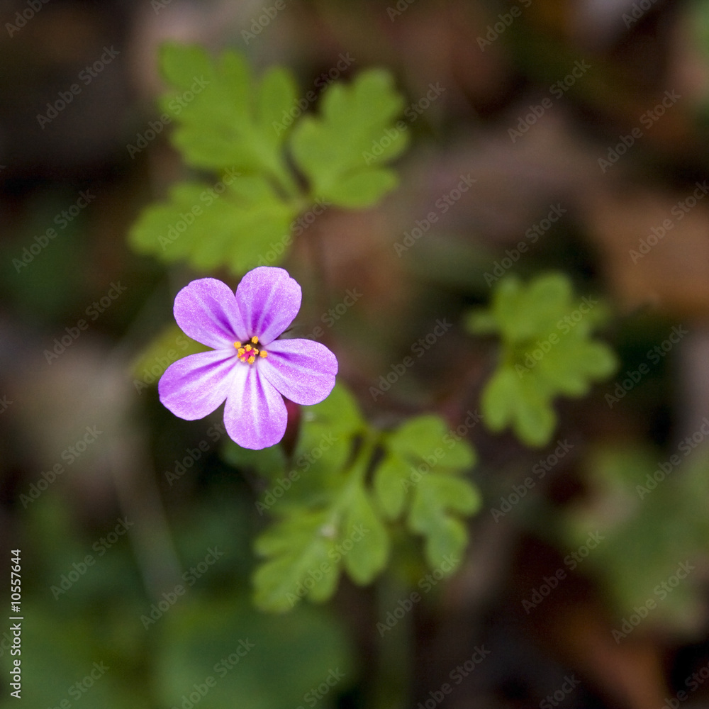 close-up to lovely little blue yellow flower