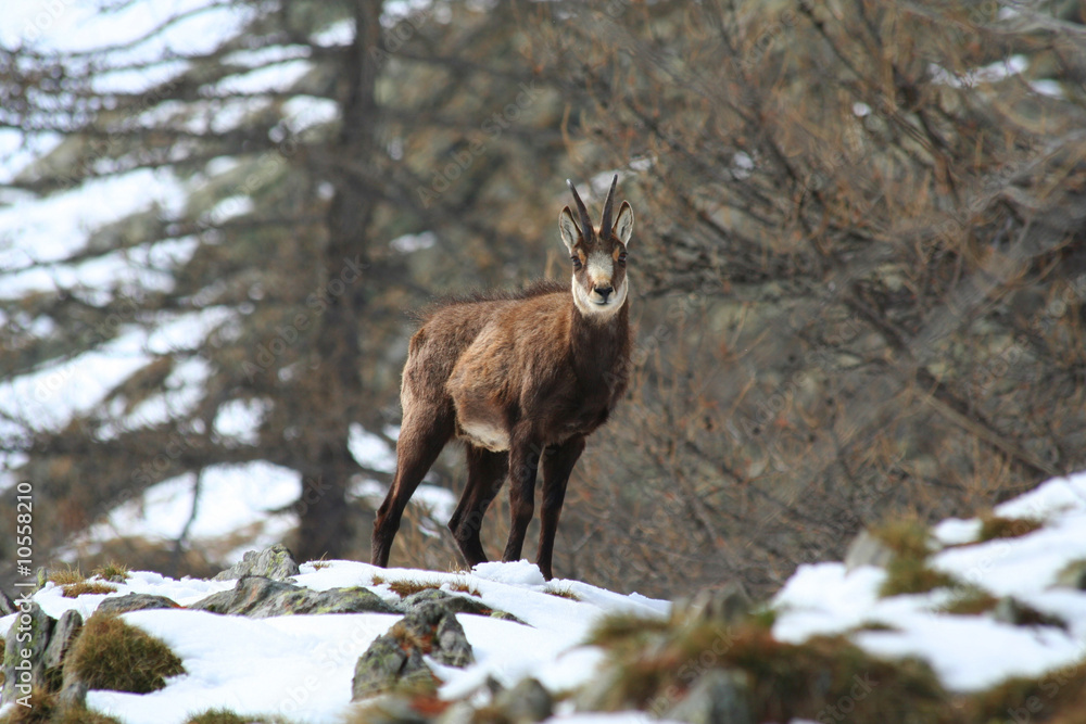 Chamois en hiver Chamois en hiver