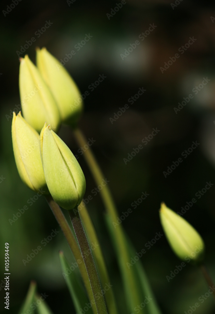 Fototapeta premium Tulpen im Frühling