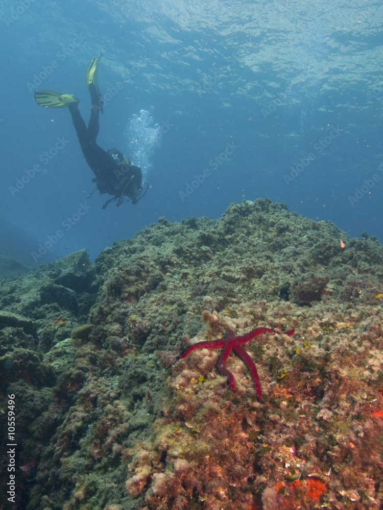 Fototapeta premium estrella de mar
