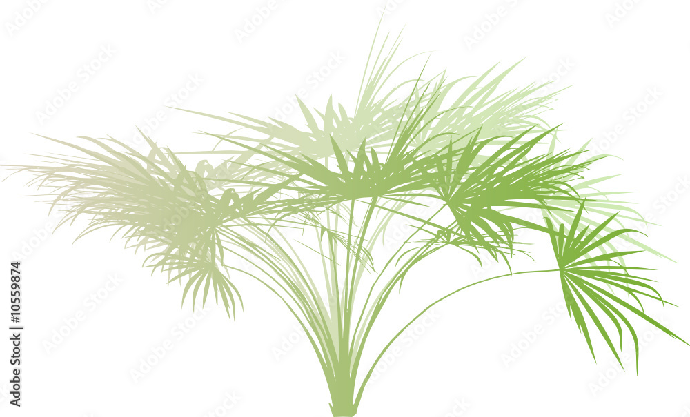 Palm branch isolated on white background. Palm branch isolated on white background.