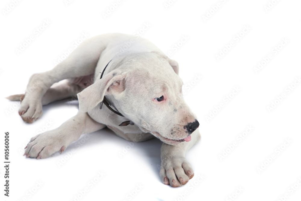 dog close up on white background