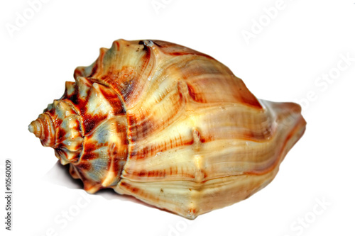 Shell alone isolated on white background.