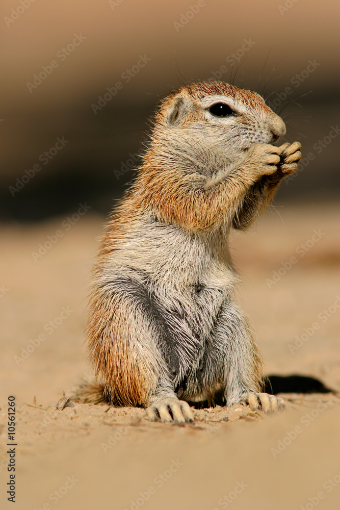 Ground squirrel (Xerus inaurus), Kalahari desert, South Africa Ground squirrel (Xerus inaurus), Kalahari desert, South Africa