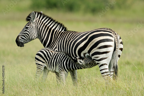 Plains  Burchell   s  Zebra  Equus quagga   Etosha N P  Namibia