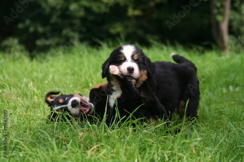 deux chiots bouvier bernois qui jouent à la bagarre © Dogs