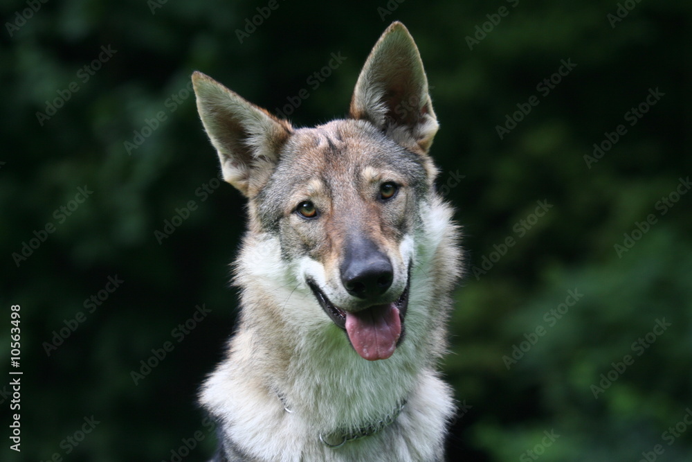 le regard curieux du chien loup tcheque