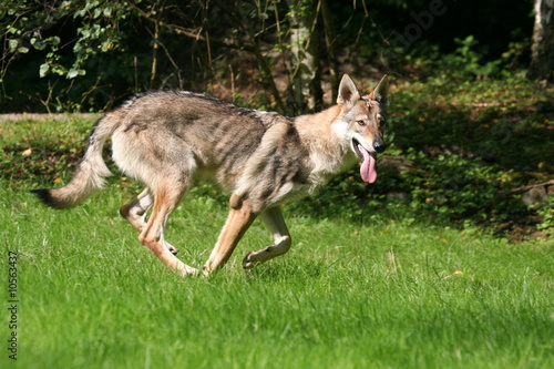 chien loup qui court