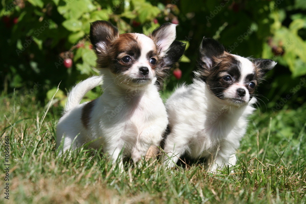 Jeunes Chihuahua à la campagne