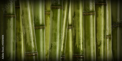 fine image of different bamboo  nature background