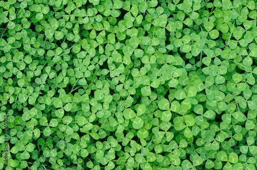 Obraz na plátně multitude of clover