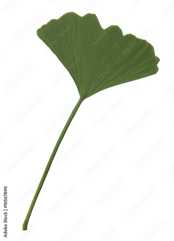 Fototapeta premium feuille de gingko