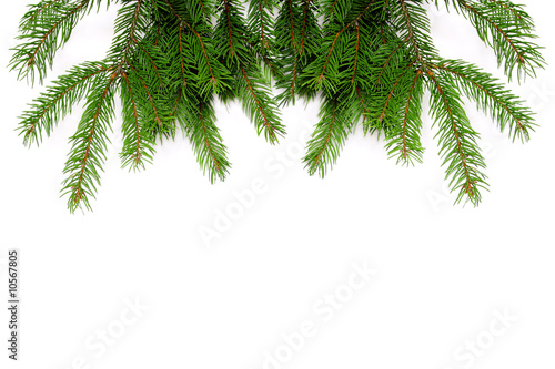 Fresh green pine branches
