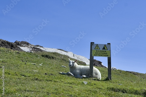 dangerous sheep photo