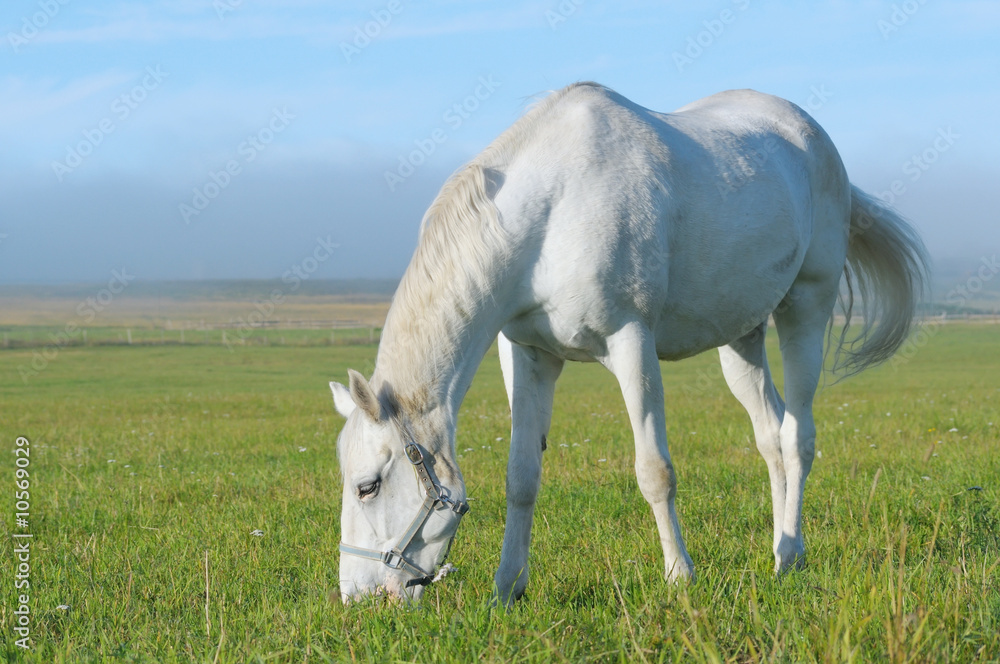 White horse pastures in field