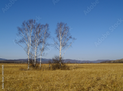 Landscape with birches