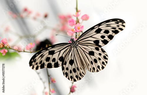 Beautiful butterfly #10577278