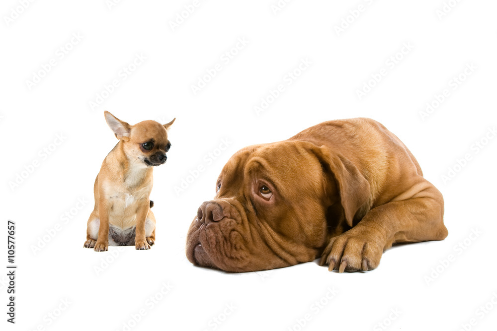 chihuahua and a french mastiff dog