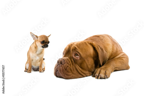 chihuahua and a french mastiff dog