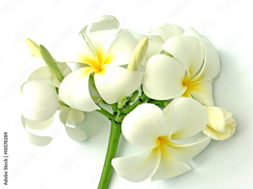 Fototapeta premium bouquet de fleurs blanches de frangipaniers