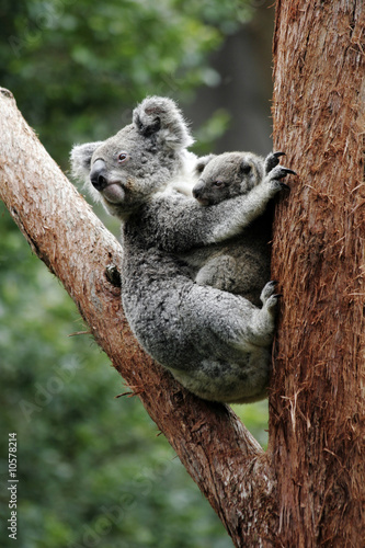Fototapeta Naklejka Na Ścianę i Meble -  Koala Bear Mother And Baby