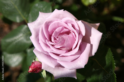 Pink rose. photo
