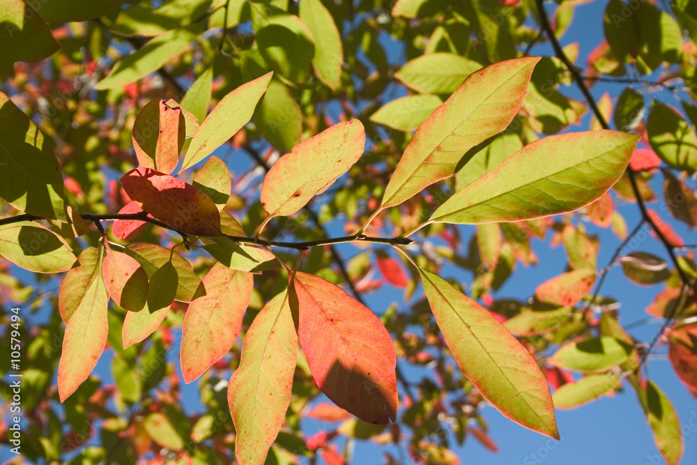 Fototapeta premium feuilles d'automne