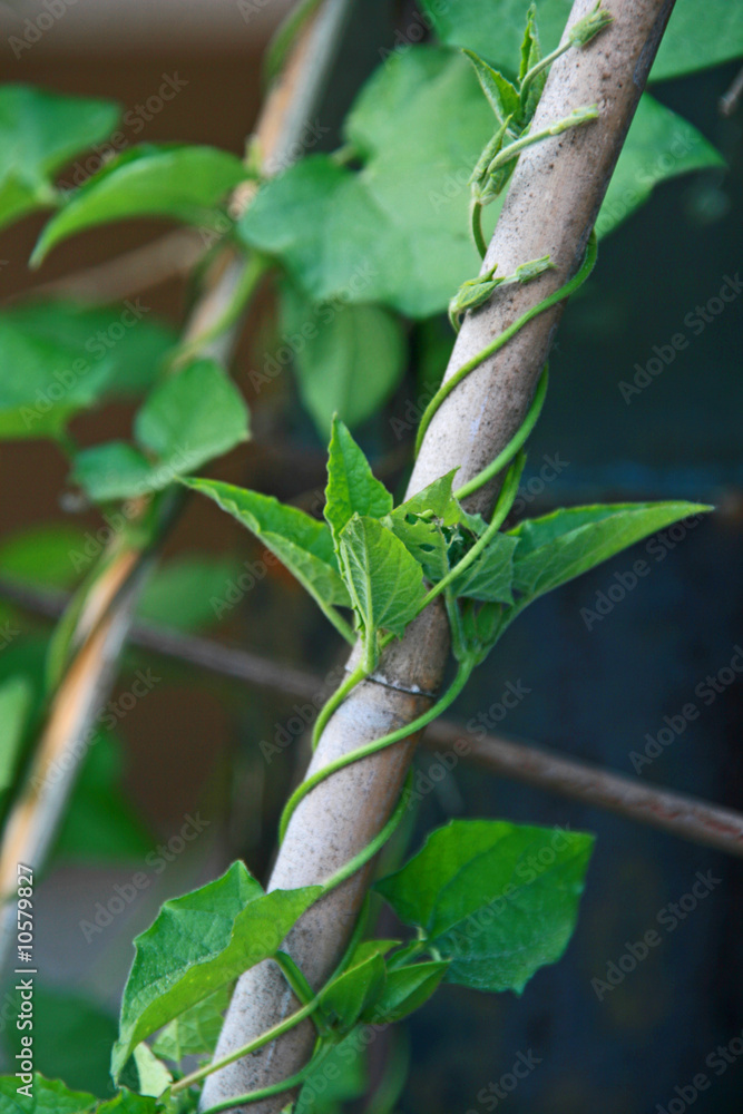 Fototapeta premium rankende Pflanze