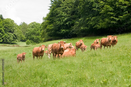 troupeau de vaches © Stephane Duchateau