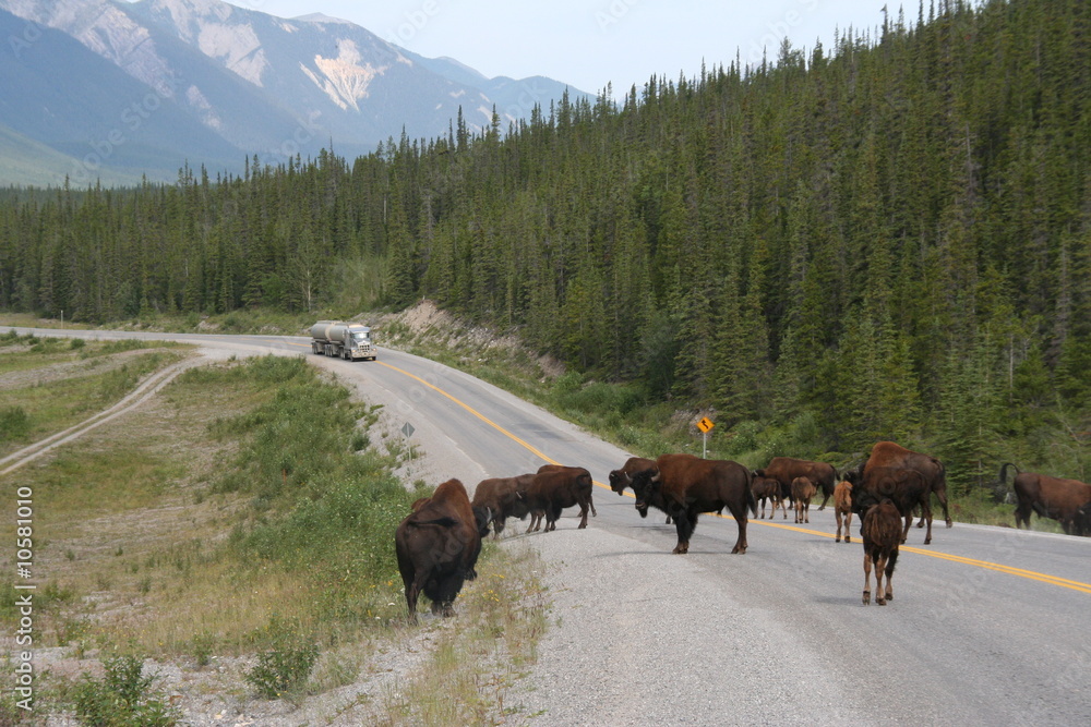 Büffel auf dem Alaska Highway, BC - Kanada Büffel auf dem Alaska Highway, BC - Kanada