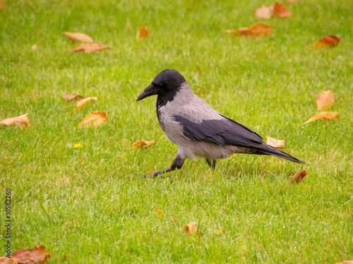 A hooded crow walking in the grass photo
