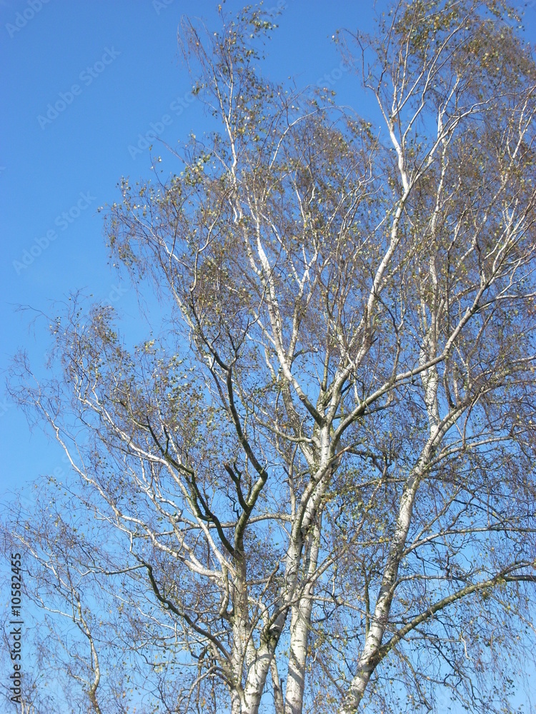 Birke in der Herbstsonne Birke in der Herbstsonne