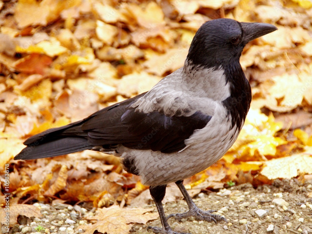 A Hooded crow in autumn A Hooded crow in autumn