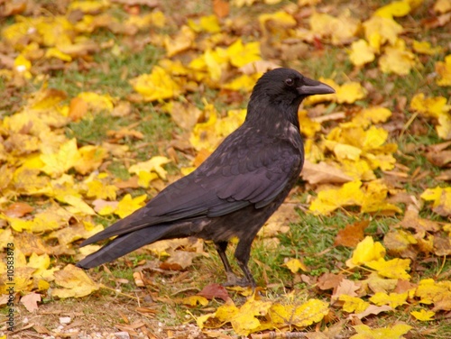 A crow in autumn photo