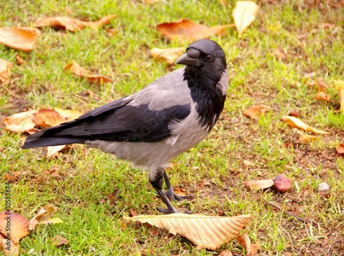A hooded crow in Autumn