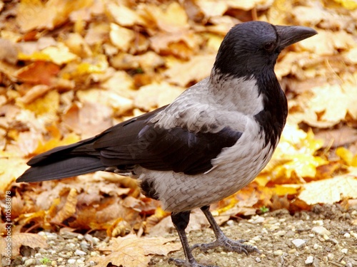 A Hooded crow in autumn photo