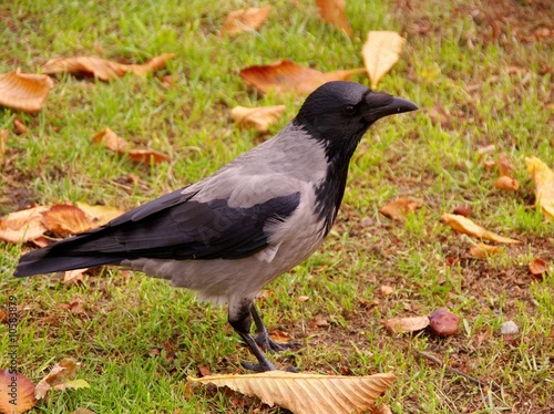 Hooded crow photo