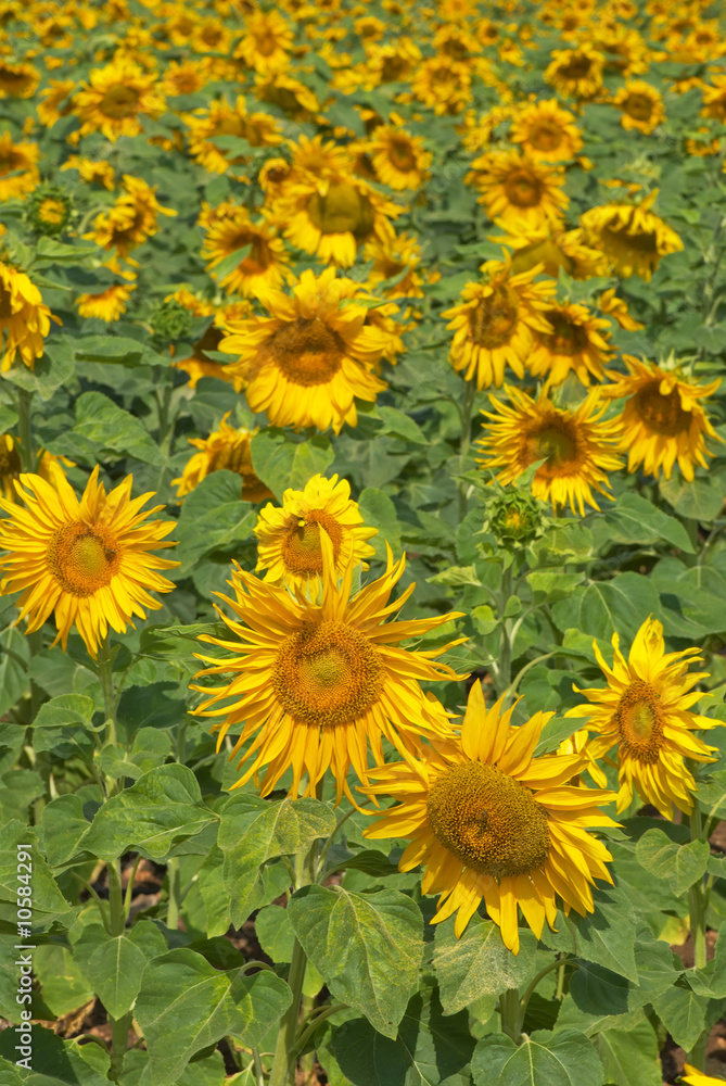 Sunflower field a beautiful summer day Sunflower field a beautiful summer day