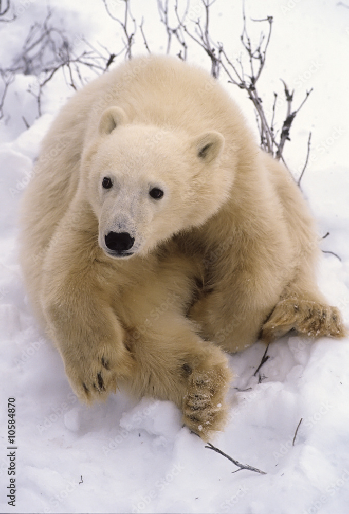 Polar bear cub Polar bear cub